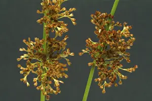 Juncus Effusus Medicinal Plant Prints: Flower of the fluttering rush (Juncus effusus) or fluttering rush