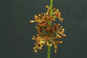 Nature's Medicinal Herb Prints: Flower of the fluttering rush (Juncus effusus) or fluttering rush