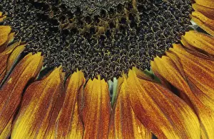Gerbera Flower Prints: Flower, gerbera