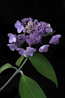 Deserted Garden Plant Prints: Flower of a Hydrangea (Hydrangea), Germany