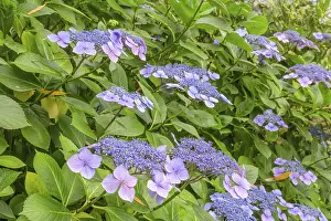 Hydrangeaceae Plant Prints: Flower of the Hydrangea serrata