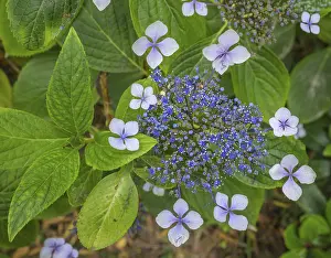 Hydrangea Serrata Prints: Flower of the Hydrangea serrata