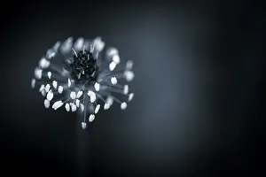 Nature Inflorescence Europe Prints: Flower against a light background