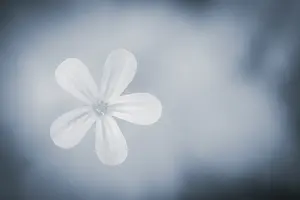 Southern Germany Flowering Plants Prints: Flower against a light background