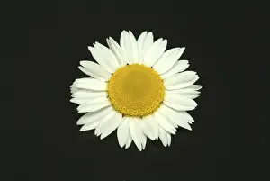 Nature Flora Photography Prints: Flower of pellitory (Anacyclus pyrethrum)