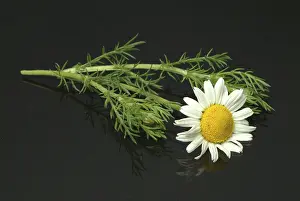Asteraceae Inflorescence Prints: Flower of pellitory (Anacyclus pyrethrum)