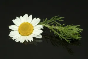 Nature Flora Images Prints: Flower of pellitory (Anacyclus pyrethrum)