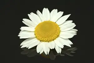 Nature Flora Images Prints: Flower of pellitory (Anacyclus pyrethrum)