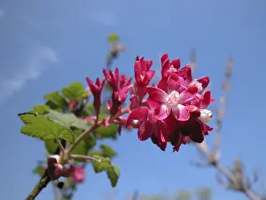 Single Flower Prints: A flower bottom in front of the sky