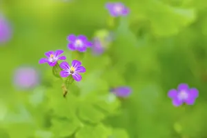 Cranesbill Blossom Prints: Flower of the Stork's Bill