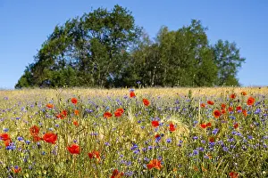 Environmentally Friendly Farming Practices Prints: Flower strips in the cornfield
