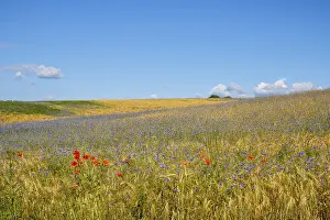 Farmland Landscape Prints: Flower strips in the cornfield