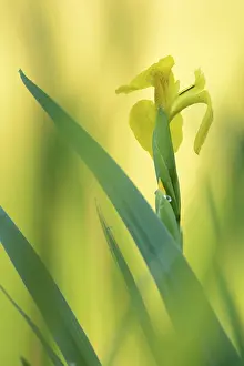 Central Europe Botanical Images Prints: Flower of a Yellow Iris (Iris pseudacorus)