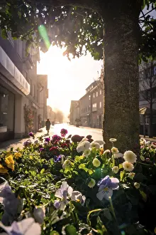 Morning Light In Southern Germany Prints: Flowerbed in the city with backlight behind a tree