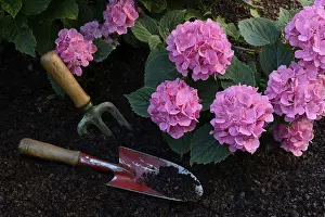 Outdoor Gardening Tools Prints: Flowering bigleaf hydrangea (Hydrangea macrophylla) and garden tools