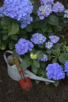 Gardening Hobby Ideas Prints: Flowering blue hydrangea (Hydrangea macrophylla) with garden tools