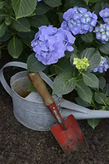 Ornamental Plant Care Prints: Flowering blue hydrangea (Hydrangea macrophylla) with garden tools