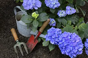 Blue Hydrangea Prints: Flowering blue hydrangea (Hydrangea macrophylla) with garden tools