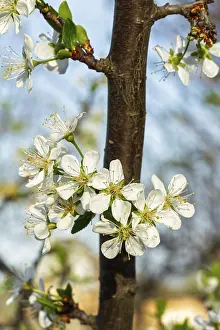 Images Dated 12th April 2024: Plum Tree Branches Print