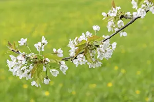 Springtime Nature Photography Germany Prints: Flowering cherry (Prunus) tree