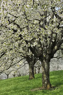 Fruit Blossoms In May Prints: Flowering cherry trees in spring
