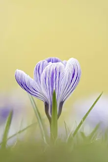 Early Flowering Plants Europe Prints: Flowering crocus (Crocus spec.) in spring