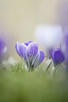 Crocus In Spring Prints: Flowering crocus (Crocus spec.) in spring