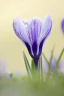 Heralds Of Spring Plants Prints: Flowering crocus (Crocus spec.) in spring
