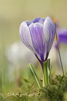 Iridaceae Flowering Plants Prints: Flowering crocus (Crocus spec.) in spring