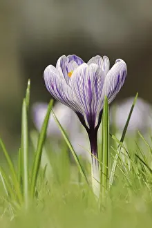 European Crocuses Prints: Flowering crocus (Crocus spec.) in spring