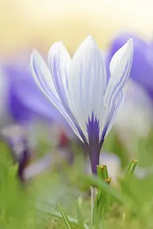 Spring Blooming Plant Prints: Flowering crocus (Crocus spec.) in spring