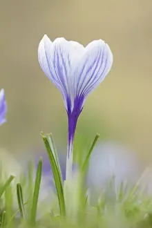 Crocus Flower Prints: Flowering crocus (Crocus spec.) in spring