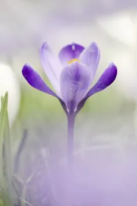Crocus Flower Prints: Flowering crocus (Crocus spec.) in spring