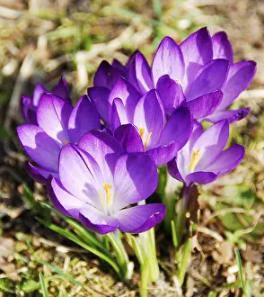 Ornamental Garden Plants Prints: Flowering crocuses in spring