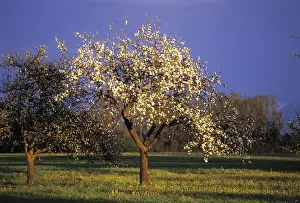 Blossoming Fruit Trees Prints: Flowering fruit tree