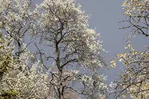 Flowering Deciduous Trees Prints: Flowering fruit tree in spring
