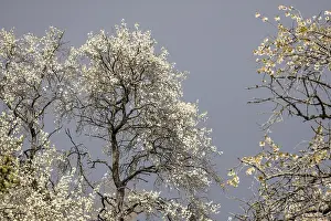 German Orchard Trees Prints: Flowering fruit tree in spring