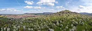 Hilltop Castle Germany Prints: Flowering fruit trees, orchards in spring