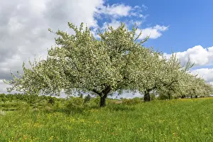 Central Europe Orchard Trees Prints: Flowering fruit trees in spring