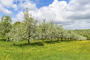 German Federal Republic Nature Pics Prints: Flowering fruit trees in spring