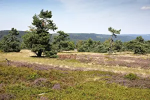 German Uplands Photography Prints: Flowering heathland, Ettelsberg