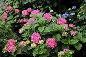 Hydrangeaceae Family Prints: Flowering hydrangea, pink, Hydrangea macrophylla