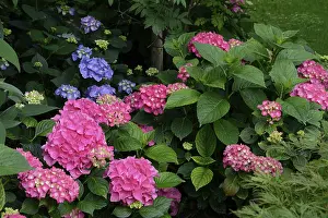 Summer Flowering Plant Prints: Flowering hydrangea, pink, Hydrangea macrophylla