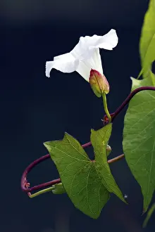 Prints of Flowering Larger Bindweed, Hedge Bindweed, Rutland beauty (Calystegia sepium ssp. sepium, Convolvulus sepium) Rutland Prints: Flowering Larger Bindweed Print