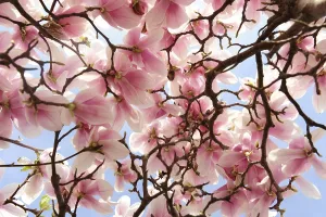 Botany Picture Detail Prints: Flowering Magnolia