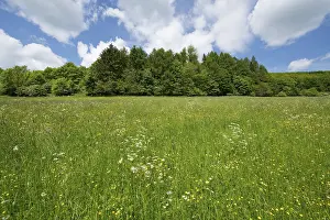 No People Outdoor Photography Prints: Flowering meadow, Thuringia, Germany