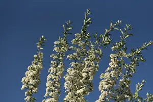 Fine Weather In Bavaria Prints: Flowering meadowsweets (Spiraea)