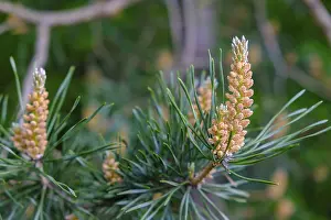 Deserted Pine Forest Europe Prints: Flowering pine tops, pine, tree
