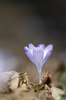 Styria Austria Flowers Prints: Flowering spring crocus (Crocus vernus)