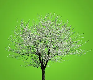 Studio Shot Of A Tree Prints: Flowering Tree